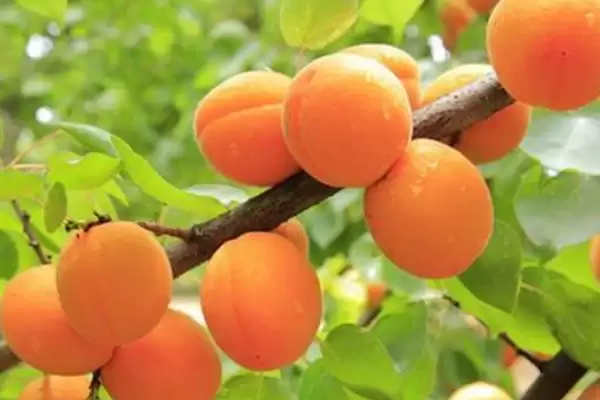 梅子黄时季节介绍(梅子黄时季节因地理位置不同而不同)？插图4