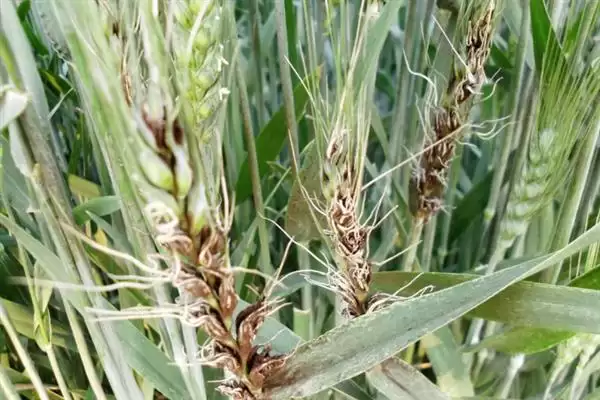 小麦叶枯病发病规律及4-5月发病情况(小麦叶枯病发病规律及发病时间)?插图9 小麦叶枯病发病规律及4-5月发病情况(小麦叶枯病发病规律及发病时间)?插图9