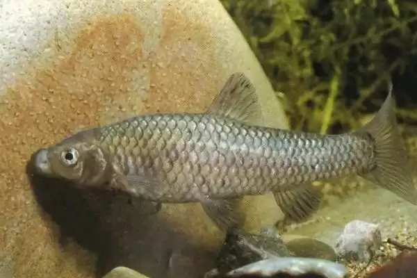 麦穗鱼简介(麦穗鱼是常见的小型淡水鱼)？插图4