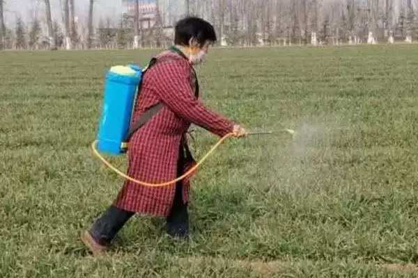 小麦管理及用药方法与生长阶段关系(小麦管理及用药咋做与生长阶段)？插图4