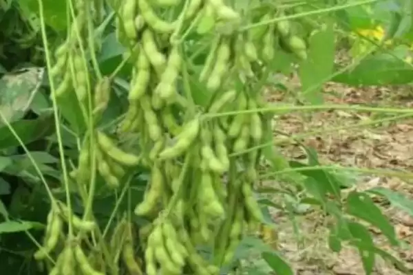 五谷介绍(五谷指稻、黍、稷、麦和菽)?插图5 五谷介绍(五谷指稻、黍、稷、麦和菽)?插图5