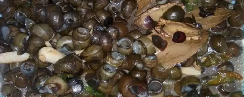 田螺食物介绍(田螺一般以水生植物等为食)？-会东网
