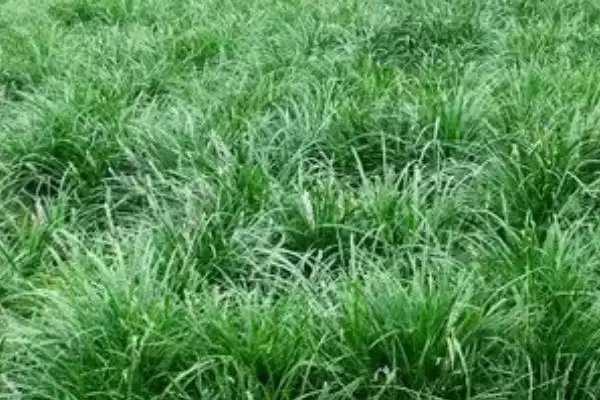 麦冬炭疽病症状及防治方法(麦冬炭疽病叶片现黄褐色小圆点及防治)？插图4