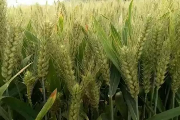 石新6171小麦种子抗病特性(石新6171高抗叶锈病)？插图3
