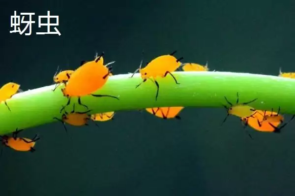 油菜苗期病虫草害防治方法及措施(油菜苗期病虫草害咋防治及措施)?插图2 油菜苗期病虫草害防治方法及措施(油菜苗期病虫草害咋防治及措施)?插图2