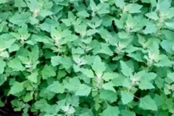 河南野菜的种类相关情况介绍(河南野菜的种类,你吃过哪几种)?插图3 河南野菜的种类相关情况介绍(河南野菜的种类,你吃过哪几种)?插图3