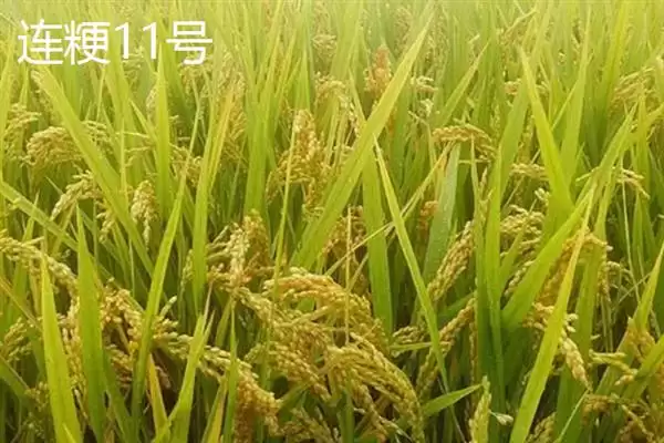 杂交水稻和普通水稻区别及分析(杂交水稻和普通水稻有啥区别及分析)？插图8