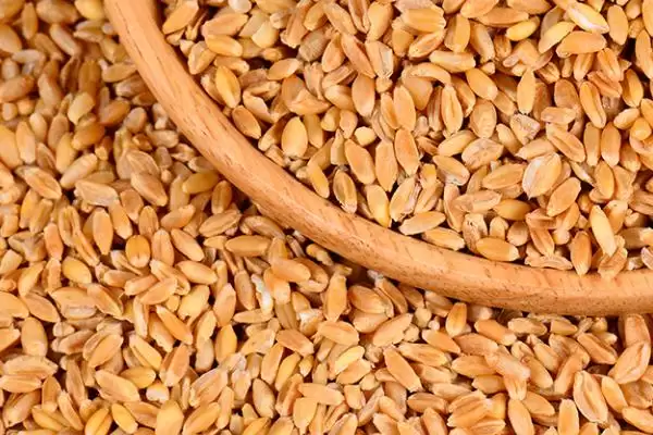 小麦种子保存方法及控制水分要点(怎样保存小麦种子及控制水分要点)？插图1