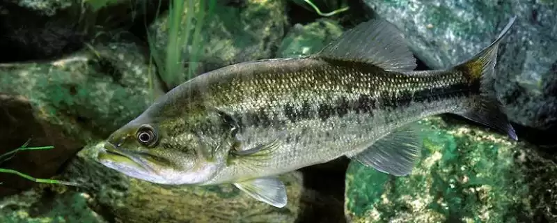 淡水鲈鱼的养殖具体方法(淡水鲈鱼如何养殖，需根据水色和透明度及时加注新水)？-会东网