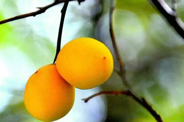 梅子黄时季节介绍(梅子黄时季节因地理位置不同而不同)？插图2