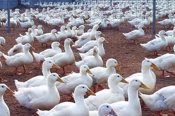 肉鸭应激饲养要点(肉鸭夏季应激饲养要注意通风)?插图2 肉鸭应激饲养要点(肉鸭夏季应激饲养要注意通风)?插图2