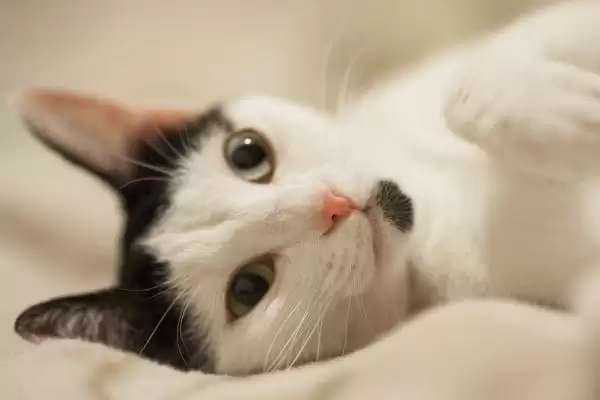 猫应激反应介绍(猫应激反应指对外界刺激的异常生理心理反应)？插图2