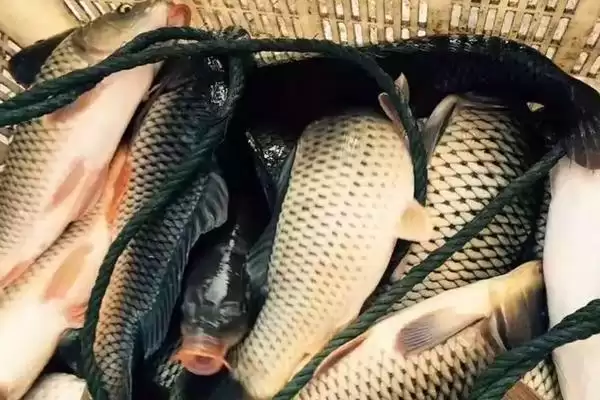 天下鲤钓鲤鱼饵料搭配(天下鲤钓鲤鱼随季节气温搭配饵料)？插图1