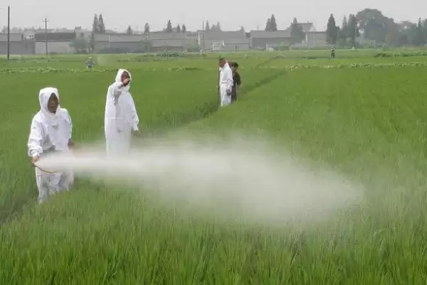 低温期间除草剂使用方法(低温期间怎么使用除草剂，可在晴天温度相对较高的时间段用药)？插图3