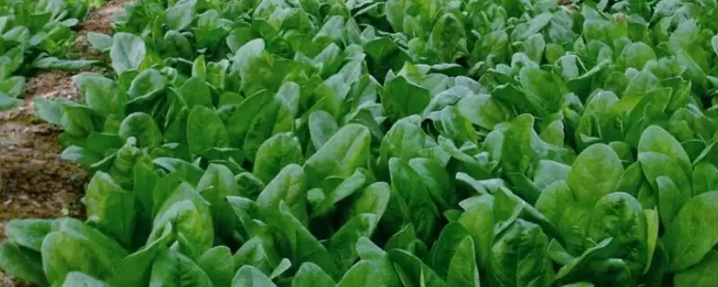 越冬菠菜种植时间与适宜气温条件(越冬菠菜什么时候种及适宜气温)?插图 越冬菠菜种植时间与适宜气温条件(越冬菠菜什么时候种及适宜气温)?插图