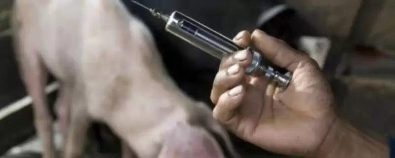 福欣安与青霉素能否一块打(福欣安可以和青霉素一块打吗,福欣安可以和青霉素一块打)?插图 福欣安与青霉素能否一块打(福欣安可以和青霉素一块打吗,福欣安可以和青霉素一块打)?插图