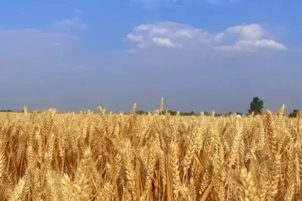 小麦倒了对产量影响及严重程度分析(小麦倒了会影响产量吗及程度)?插图2 小麦倒了对产量影响及严重程度分析(小麦倒了会影响产量吗及程度)?插图2