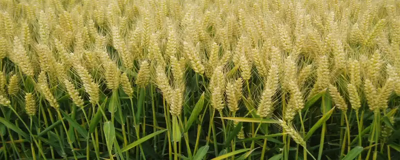 晋麦92号小麦品种情况、播种时间(晋麦92号小麦品种简介，9月下旬至10月上旬播种)？-会东网