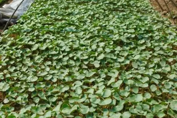 棉花育苗方法介绍(棉花播种前用温水浸种催芽育苗)？插图1