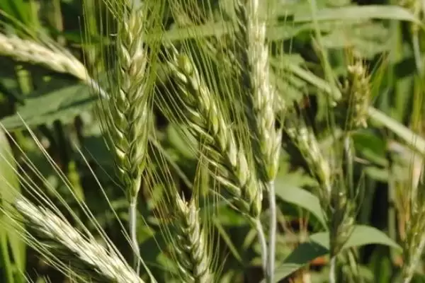 西农556小麦种子特征特性及足墒播种要点(西农556小麦种子特征及足墒播种要点)?插图3 西农556小麦种子特征特性及足墒播种要点(西农556小麦种子特征及足墒播种要点)?插图3