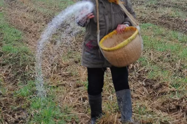高温天气施肥方法相关要点(高温天气怎么施肥,施肥时间为下午、施肥后要浇水)?插图4 高温天气施肥方法相关要点(高温天气怎么施肥,施肥时间为下午、施肥后要浇水)?插图4