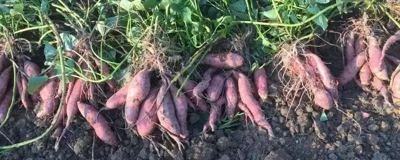 甘薯冷床育苗技术相关要点(甘薯冷床育苗技术简介,需调好温、浇好水、炼好苗等)?插图 甘薯冷床育苗技术相关要点(甘薯冷床育苗技术简介,需调好温、浇好水、炼好苗等)?插图