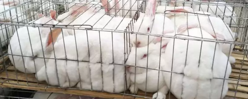 兔子脑囊炎诊断治疗方法(兔子脑囊炎通常通过血清学检查诊断)?-会东网