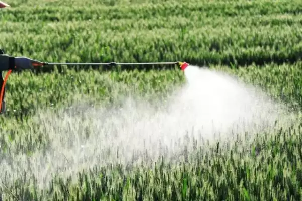 镇麦15品种简介与春性中熟品种特性(镇麦15品种简介及春性中熟品种特性)？插图3