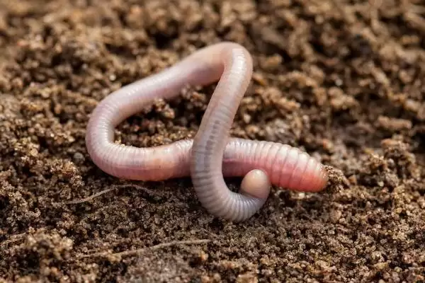 手竿钓白条鱼饵料选择(手竿钓白条鱼可选自然和商品饵料)？插图1