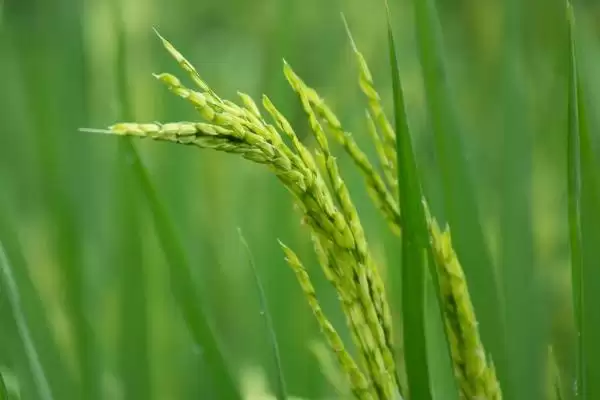 苏秀326水稻种子生育期情况(苏秀326全生育期平均157.5天)?插图3 苏秀326水稻种子生育期情况(苏秀326全生育期平均157.5天)?插图3