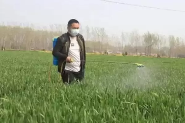 小麦拔节期能否打除草剂及药害风险(小麦拔节期能打除草剂吗及风险)?插图3 小麦拔节期能否打除草剂及药害风险(小麦拔节期能打除草剂吗及风险)?插图3