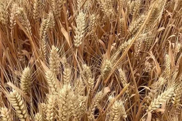 小麦抗性蚜虫治理方法及杀虫剂选择(小麦抗性蚜虫咋治理及杀虫剂选择)？插图2