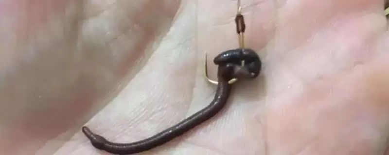 钓鱼用大蚯蚓和小蚯蚓对比(钓鱼用大蚯蚓好还是小蚯蚓好，各有优势)？-会东网