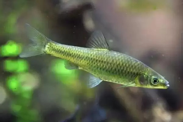 麦穗鱼简介(麦穗鱼普遍分布在我国池塘和溪流中)?插图3 麦穗鱼简介(麦穗鱼普遍分布在我国池塘和溪流中)?插图3