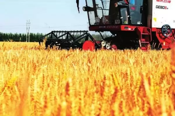 夏收小麦发热原因及水分仓库等因素(夏收小麦发热为啥及相关因素)？插图2