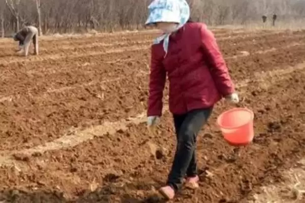 越冬菠菜种植时间与适宜气温条件(越冬菠菜什么时候种及适宜气温)?插图5 越冬菠菜种植时间与适宜气温条件(越冬菠菜什么时候种及适宜气温)?插图5