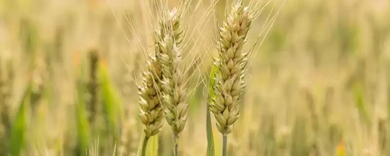 绿源麦8号小麦种子品种属性(绿源麦8号弱春性品种)?插图 绿源麦8号小麦种子品种属性(绿源麦8号弱春性品种)?插图