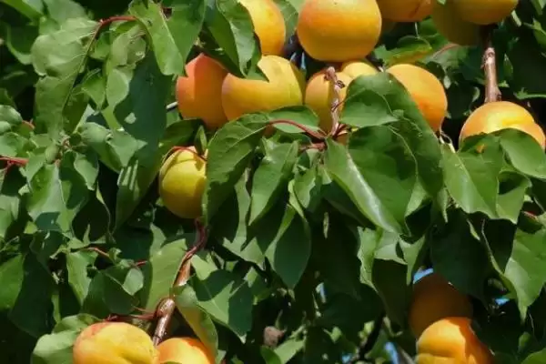 杏树坐果率低原因及品种环境管理因素(杏树坐果率为啥低及相关因素)?插图3 杏树坐果率低原因及品种环境管理因素(杏树坐果率为啥低及相关因素)?插图3