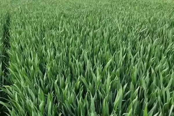 华科016小麦品种情况、适宜基本苗数(华科016小麦品种简介,每亩适宜基本苗18~20万)?插图3 华科016小麦品种情况、适宜基本苗数(华科016小麦品种简介,每亩适宜基本苗18~20万)?插图3