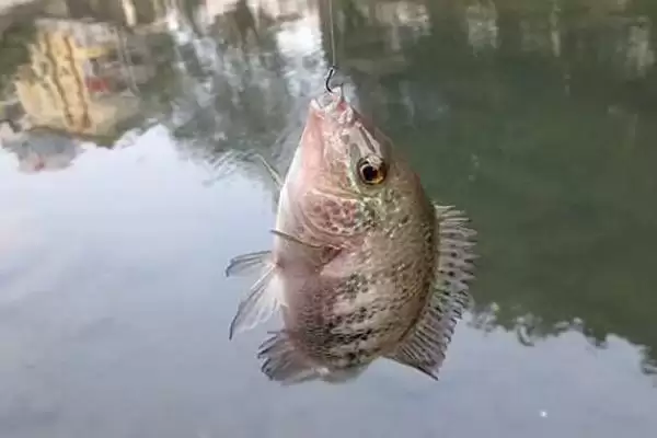 罗非鱼垂钓水层选择(罗非鱼一般以钓底为主)?插图2 罗非鱼垂钓水层选择(罗非鱼一般以钓底为主)?插图2