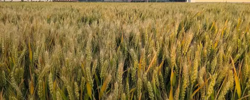 农麦51小麦种子播期介绍(农麦51适宜播种期10月上中旬)？-会东网