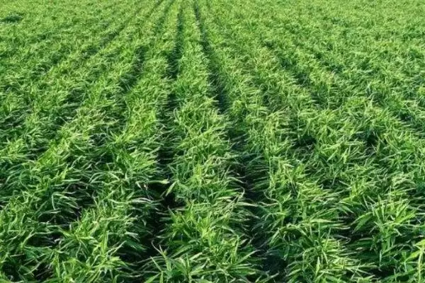 大姜可套种的植物有哪些(大姜能和什么植物套种，可套种大蒜、麦田等)？插图1