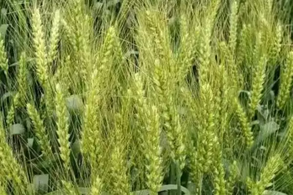 新麦21小麦种子简介与适宜播期说明(新麦21小麦种子简介及播期)?插图1 新麦21小麦种子简介与适宜播期说明(新麦21小麦种子简介及播期)?插图1