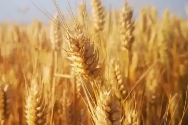 泰农19小麦品种生育期情况(泰农19全生育期225天)？插图1