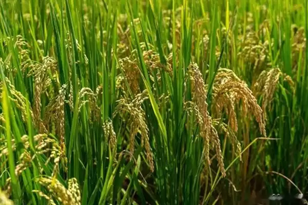 杂交水稻和普通水稻区别及分析(杂交水稻和普通水稻有啥区别及分析)？插图3