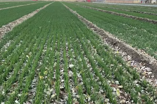 小麦出苗发黄解决方法及干旱处理措施(小麦出苗发黄咋解决及干旱措施)？插图1