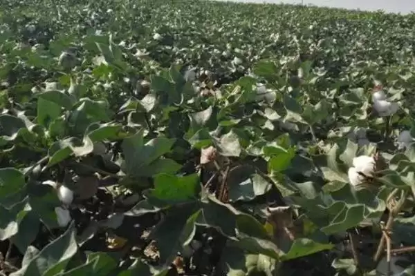 避免棉花疯长方法及药物喷施要点(怎么避免棉花疯长及药物喷施要点)?插图4 避免棉花疯长方法及药物喷施要点(怎么避免棉花疯长及药物喷施要点)?插图4