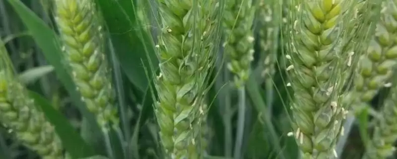 中麦23小麦种简介与全生育期时长(中麦23小麦种简介及全生育期)？-会东网