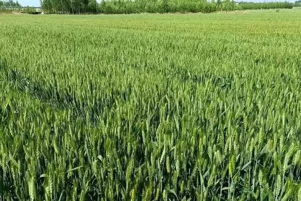 瑞华麦568小麦种生育期情况(瑞华麦568全生育期227.1天)?插图2 瑞华麦568小麦种生育期情况(瑞华麦568全生育期227.1天)?插图2