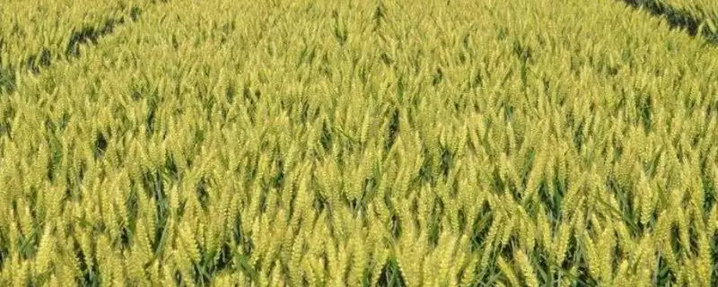 扬富麦101小麦种子介绍与基本苗数(扬富麦101小麦种子介绍及基本苗数)?-会东网